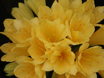 Clivia miniata 'Solomone Hybrid'